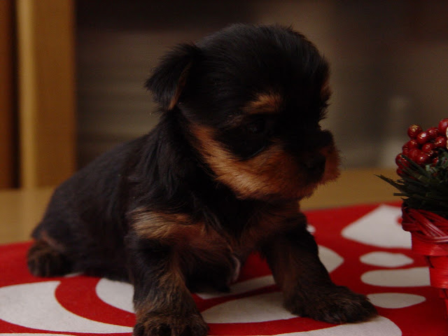 Lola es una mimosa muy graciosa...