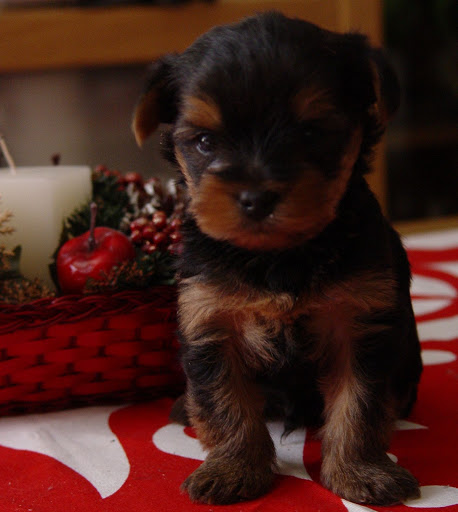 Lalo... es un glot&oacute;n con mucho desparpajo...