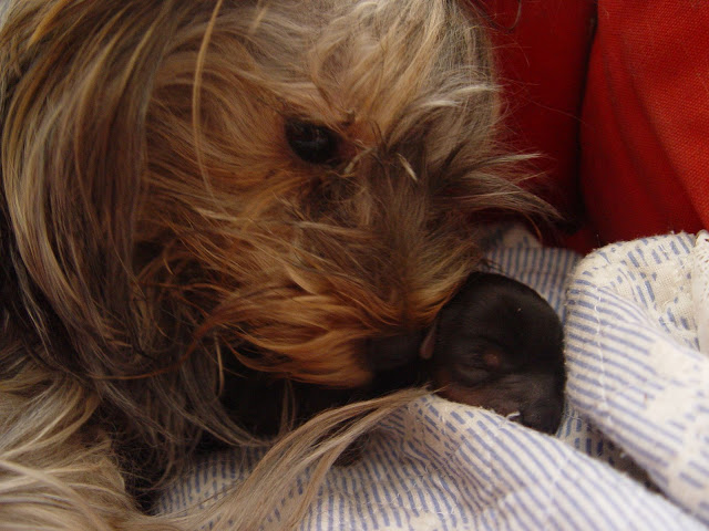 Greta con uno de sus bebitos justo despu&eacute;s del parto